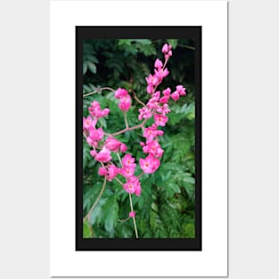 Coral Vine Posters and Art